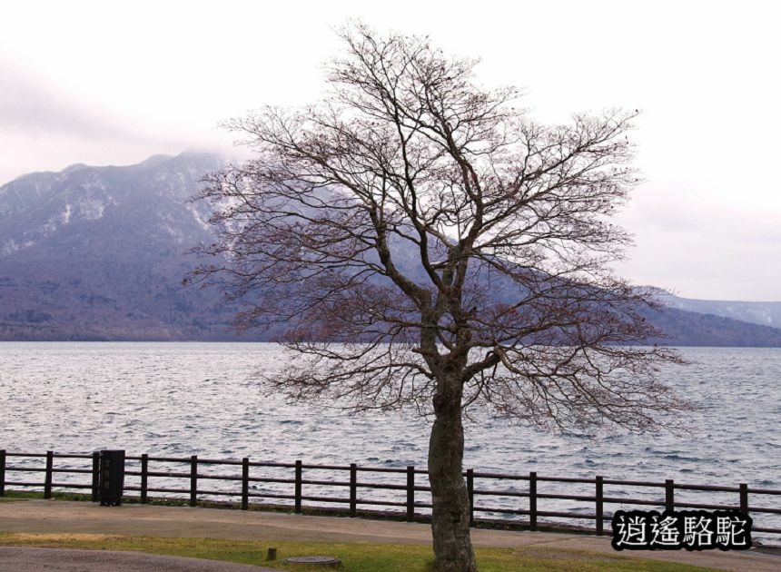 蕭瑟的支笏湖-日本駱駝