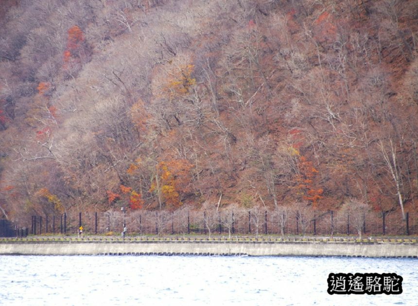 蕭瑟的支笏湖-日本駱駝