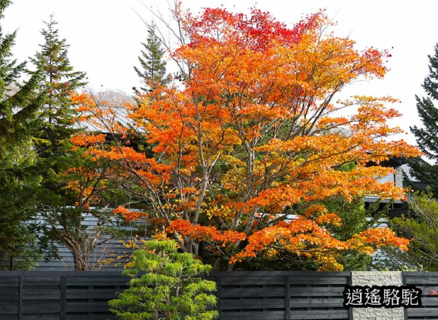 蕭瑟的支笏湖-日本駱駝