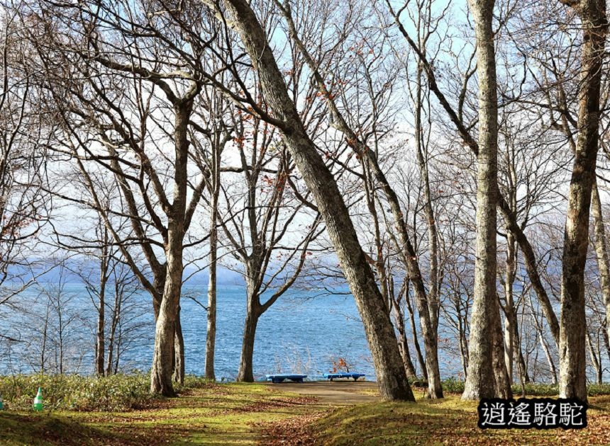 蕭瑟的支笏湖-日本駱駝