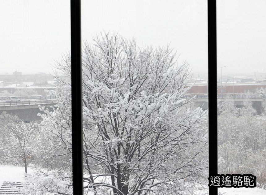 深秋的旭川車站大雪-日本駱駝