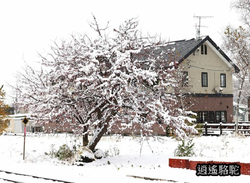 大雪紛飛的美瑛車站-日本駱駝