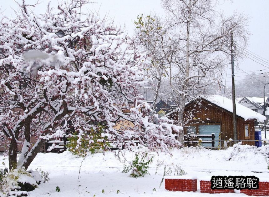 大雪紛飛的美瑛車站-日本駱駝