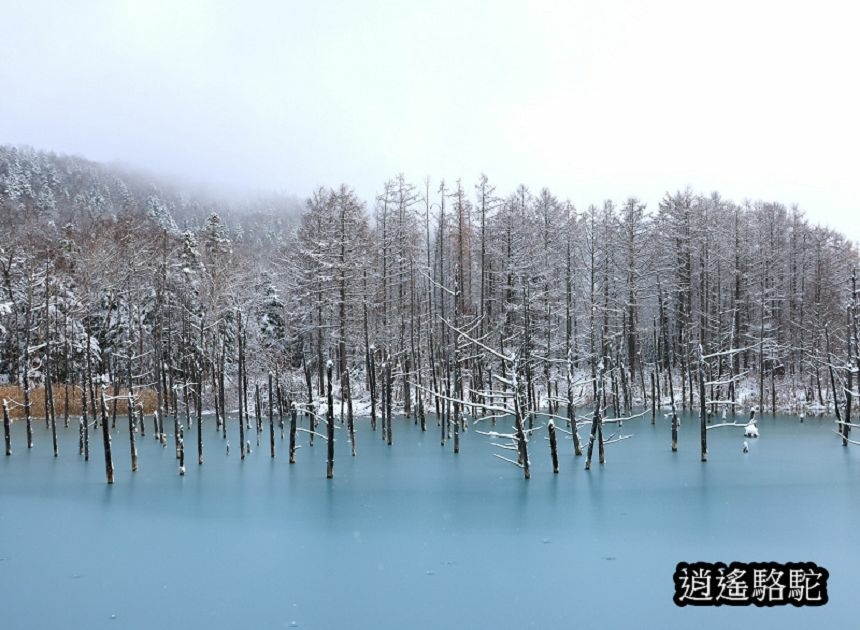 深秋大雪的白金青池-日本駱駝