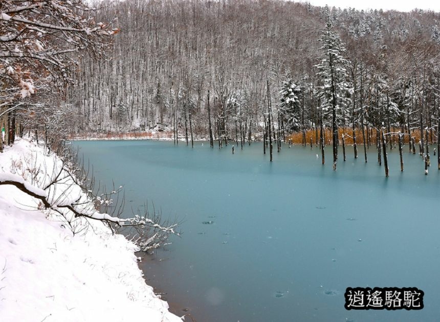 深秋大雪的白金青池-日本駱駝