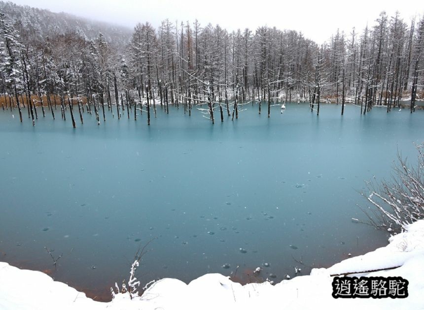 深秋大雪的白金青池-日本駱駝