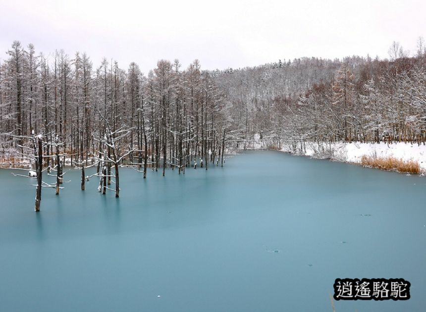 深秋大雪的白金青池-日本駱駝