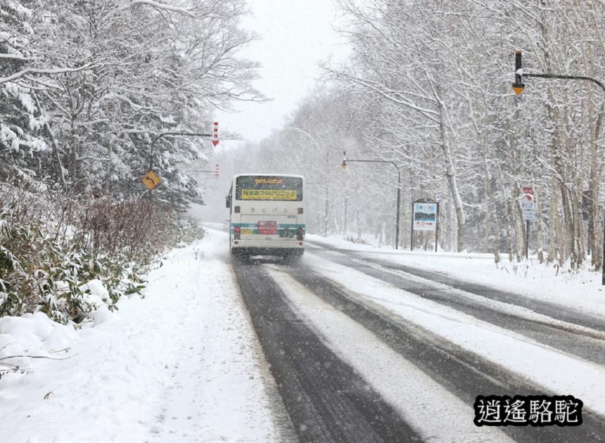 深秋大雪的白金青池-日本駱駝