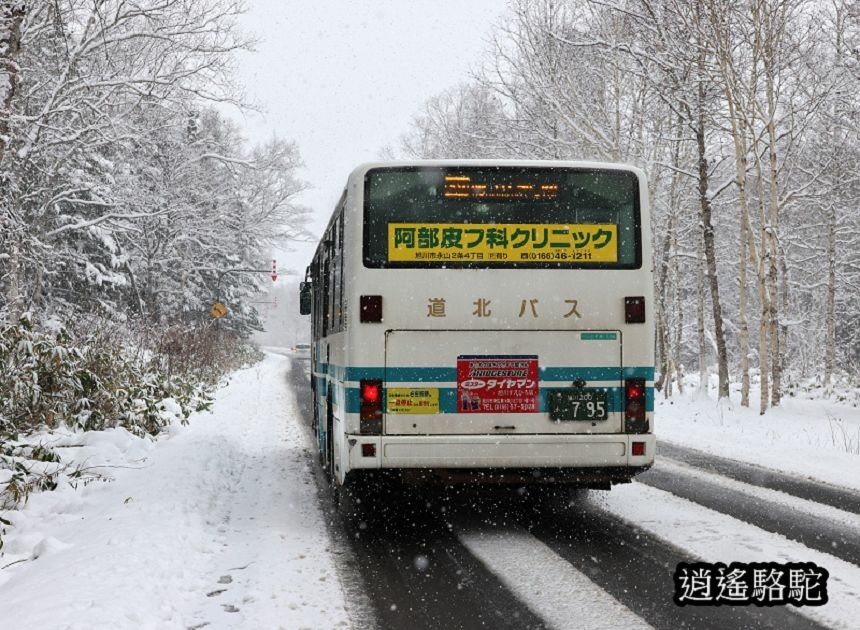 深秋大雪的白金青池-日本駱駝