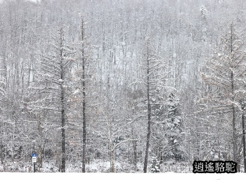 深秋大雪的白金青池-日本駱駝