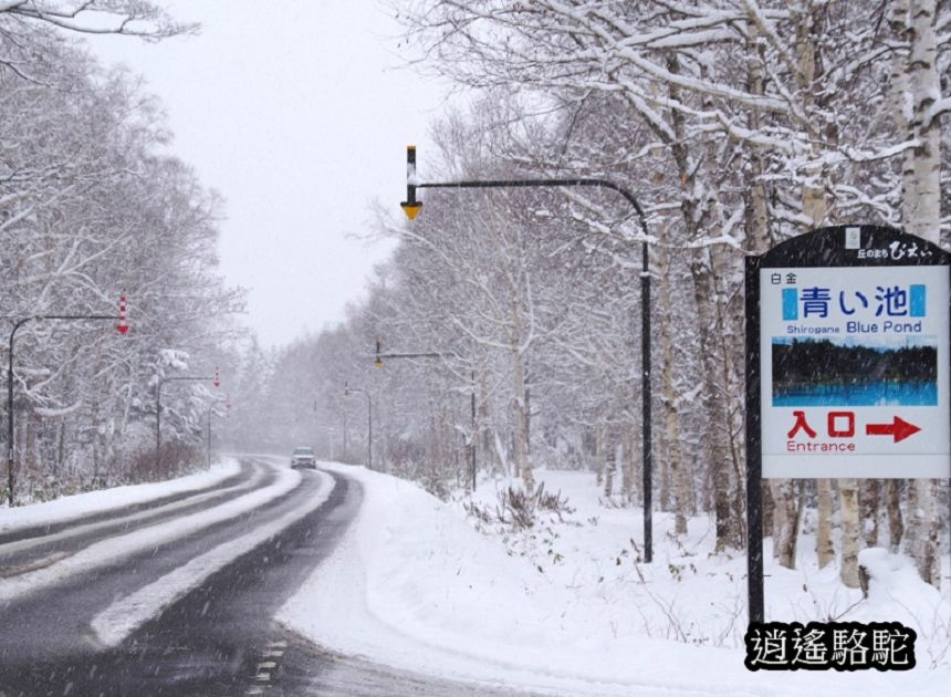 深秋大雪的白金青池-日本駱駝