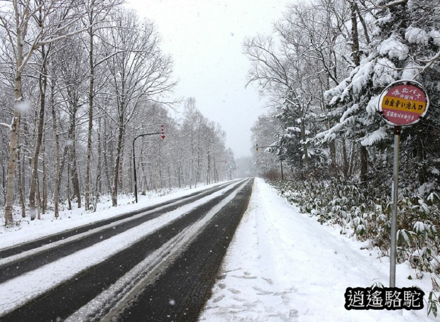 深秋大雪的白金青池-日本駱駝