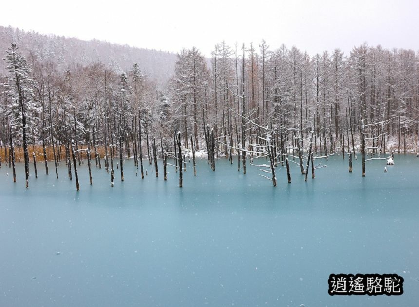 深秋大雪的白金青池-日本駱駝