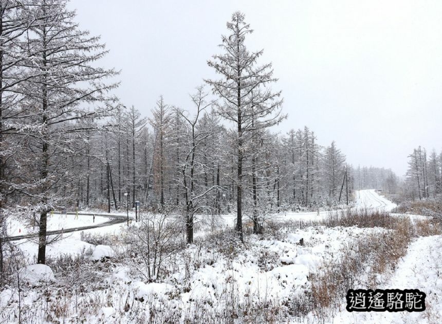 深秋大雪的白金青池-日本駱駝