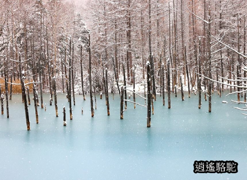 深秋大雪的白金青池-日本駱駝