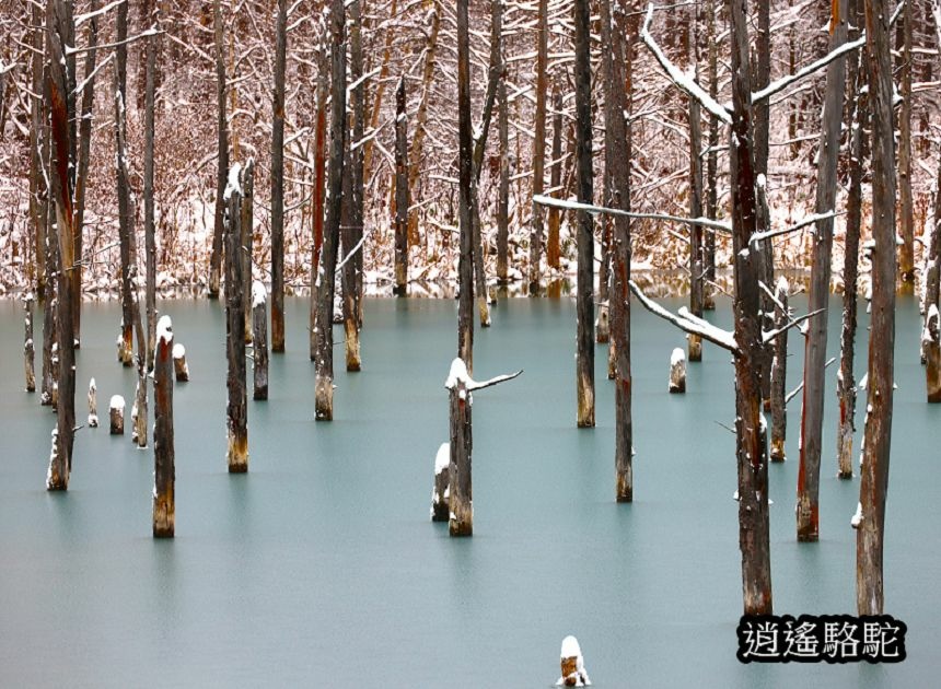 深秋大雪的白金青池-日本駱駝