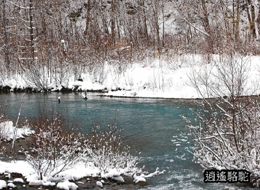 深秋大雪的白金青池-日本駱駝