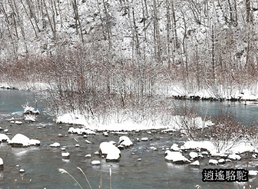 深秋大雪的白金青池-日本駱駝