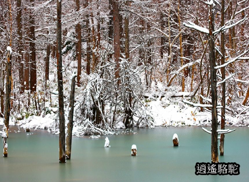 深秋大雪的白金青池-日本駱駝