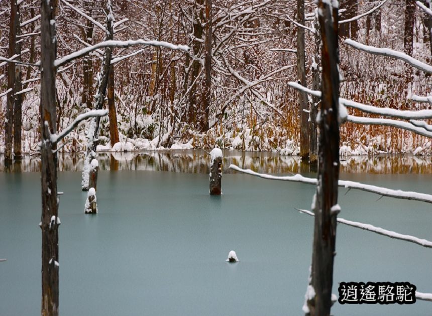 深秋大雪的白金青池-日本駱駝