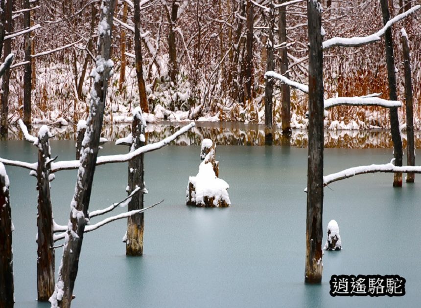 深秋大雪的白金青池-日本駱駝