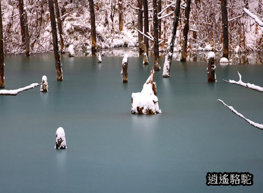 深秋大雪的白金青池-日本駱駝