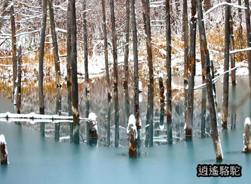 深秋大雪的白金青池-日本駱駝