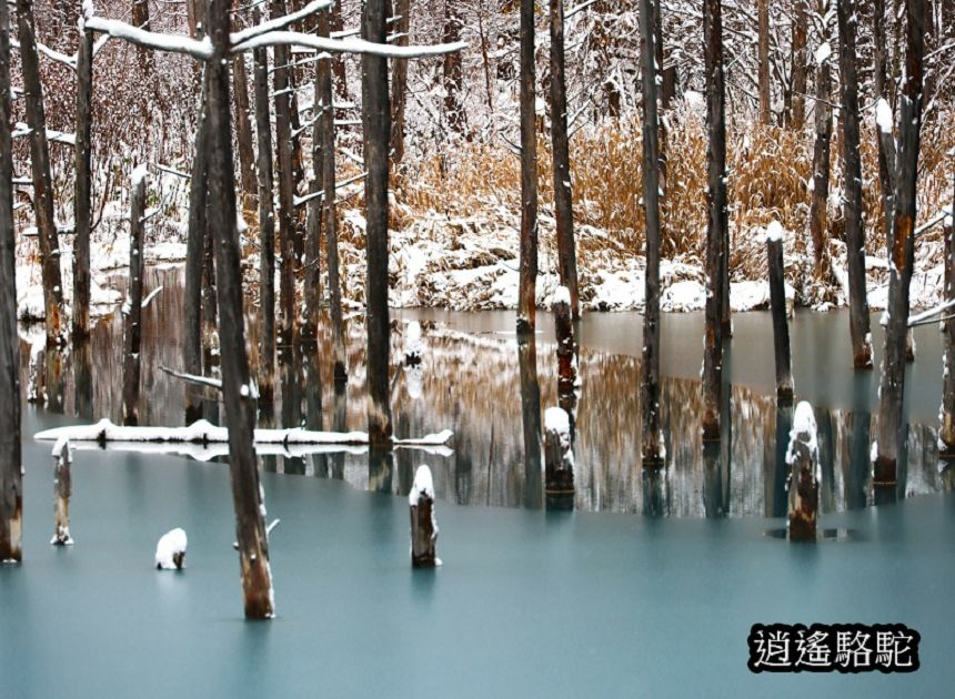 深秋大雪的白金青池-日本駱駝