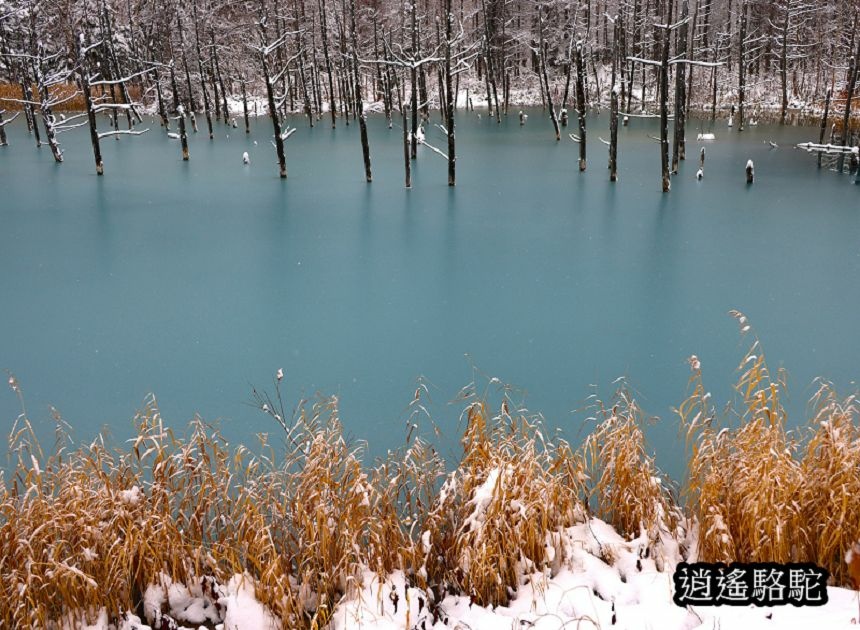 深秋大雪的白金青池-日本駱駝