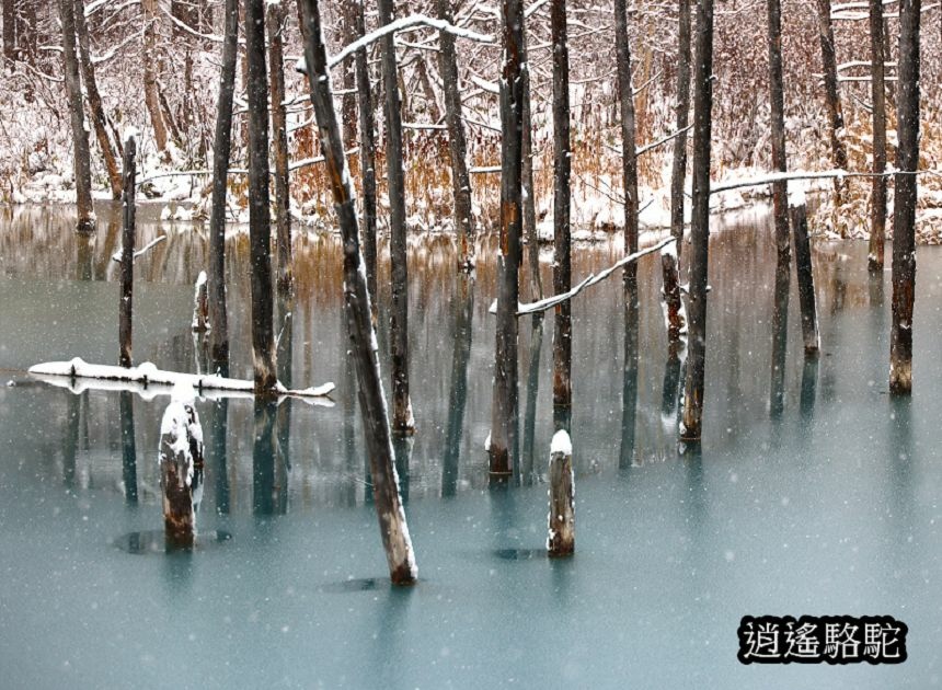 深秋大雪的白金青池-日本駱駝