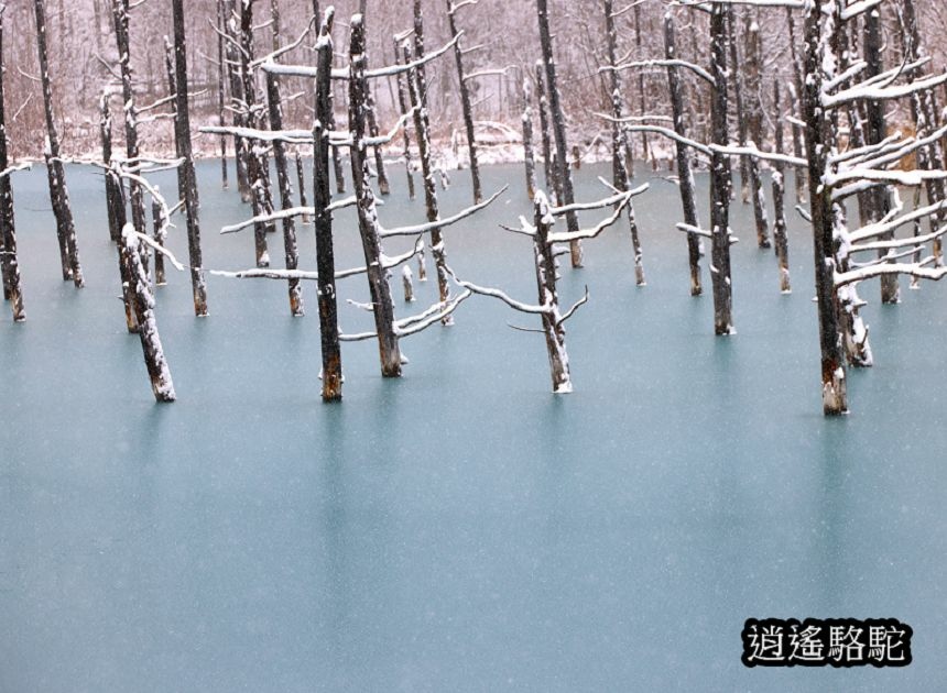 深秋大雪的白金青池-日本駱駝