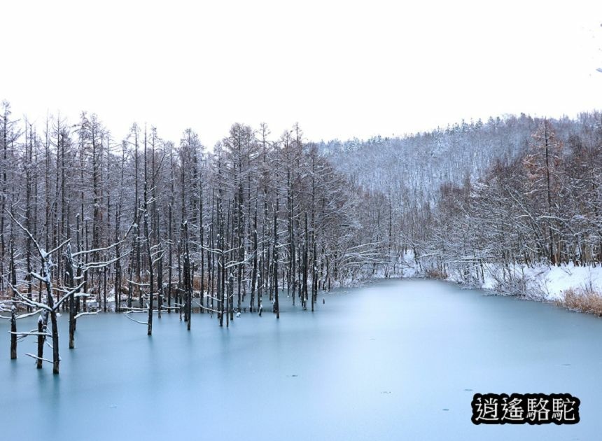 深秋大雪的白金青池-日本駱駝