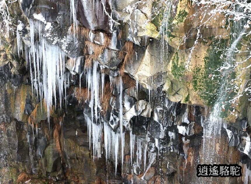 深秋白雪的白鬚瀑布-日本駱駝