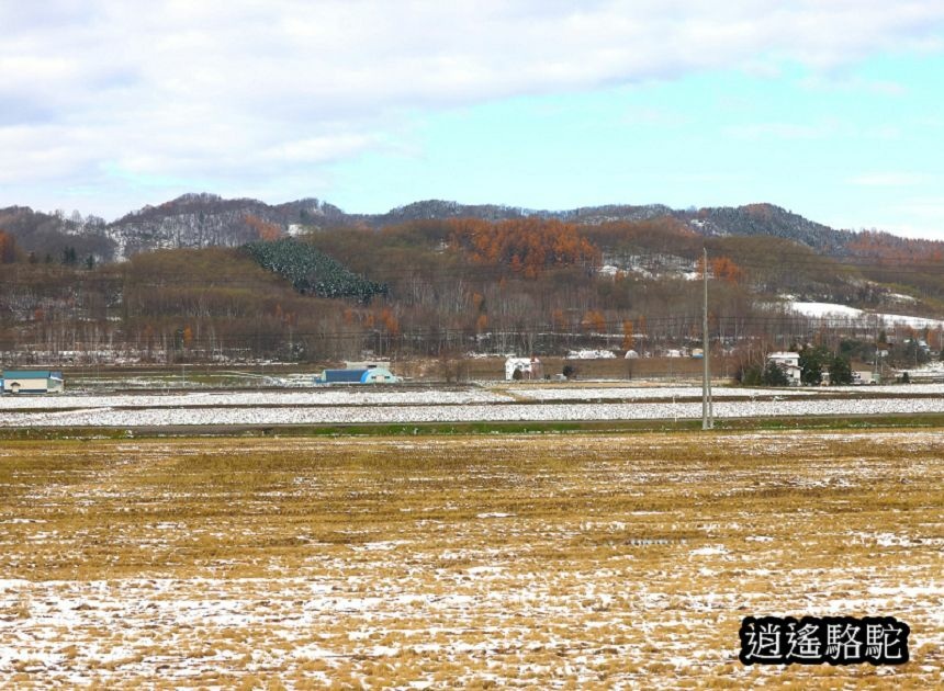 富良野車站-日本駱駝