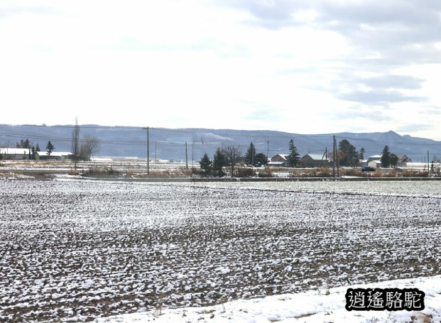 富良野車站-日本駱駝