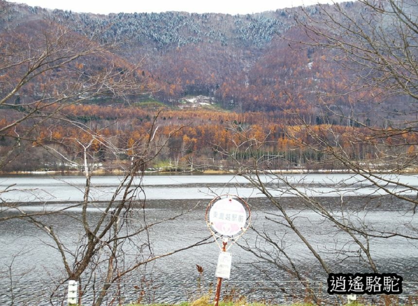 幾寅車站-日本駱駝