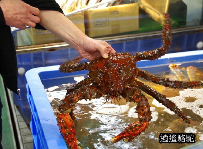 釧路和商市場-日本駱駝