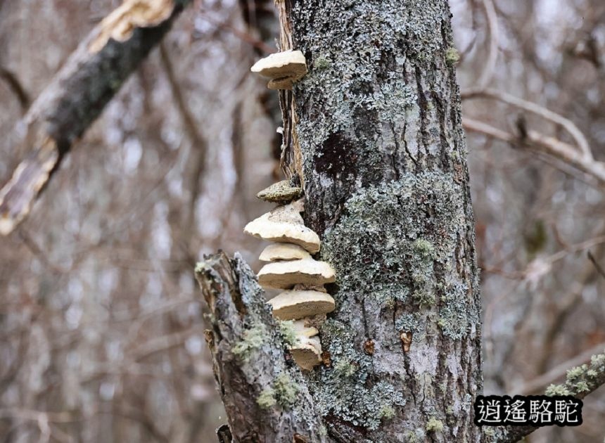 細岡展望台-日本駱駝