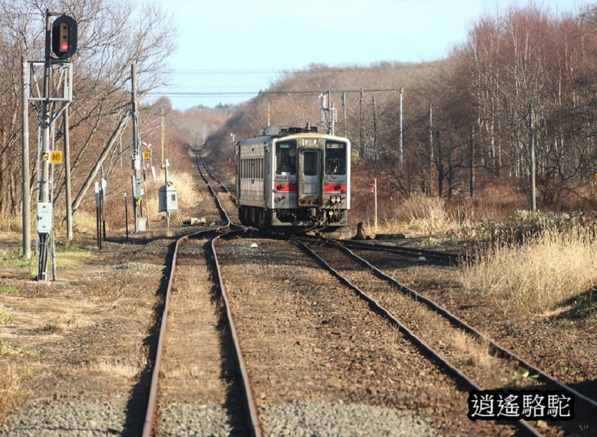 花咲線之旅-日本駱駝