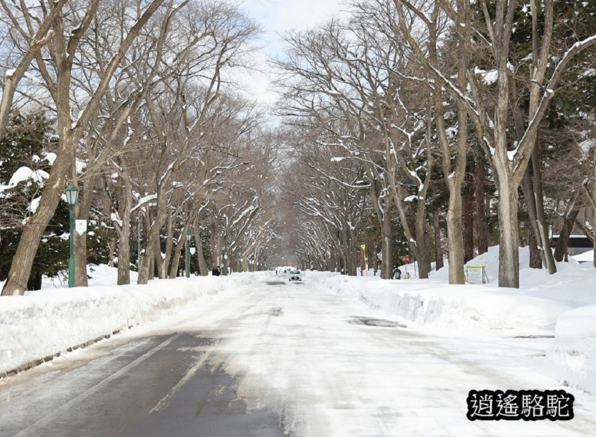 北海道大學三月天-日本駱駝