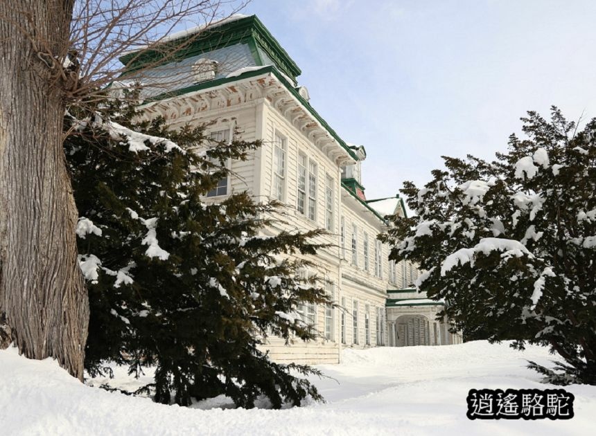 北海道大學三月天-日本駱駝