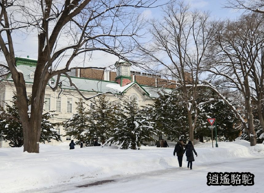 北海道大學三月天-日本駱駝