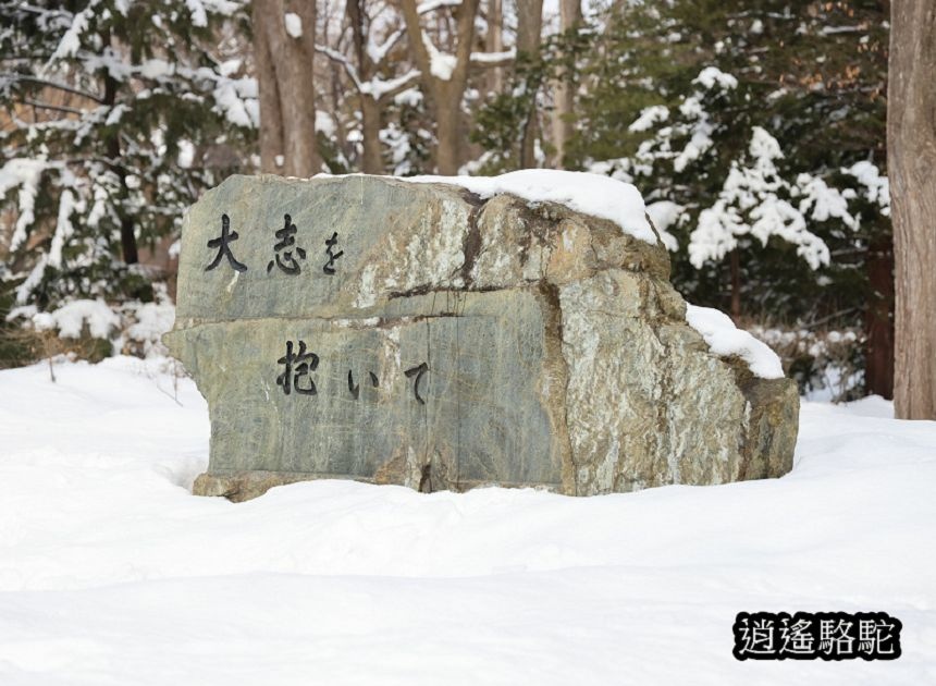 北海道大學三月天-日本駱駝