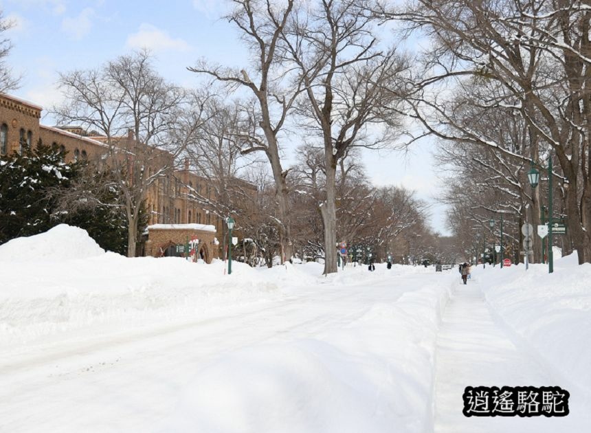 北海道大學三月天-日本駱駝