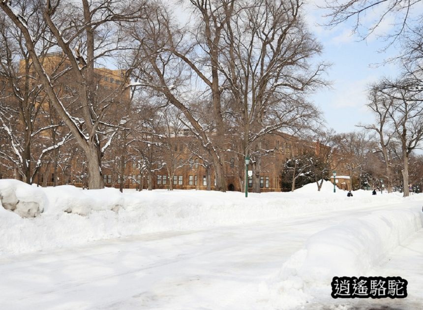 北海道大學三月天-日本駱駝