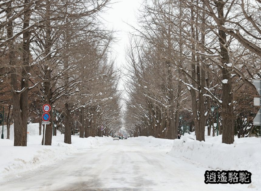 北海道大學三月天-日本駱駝