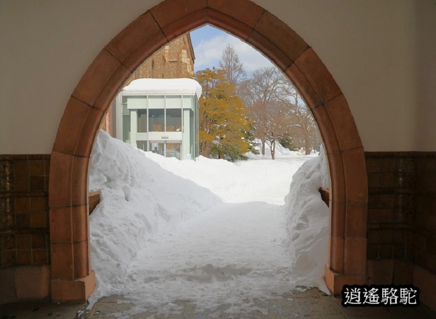 北海道大學三月天-日本駱駝