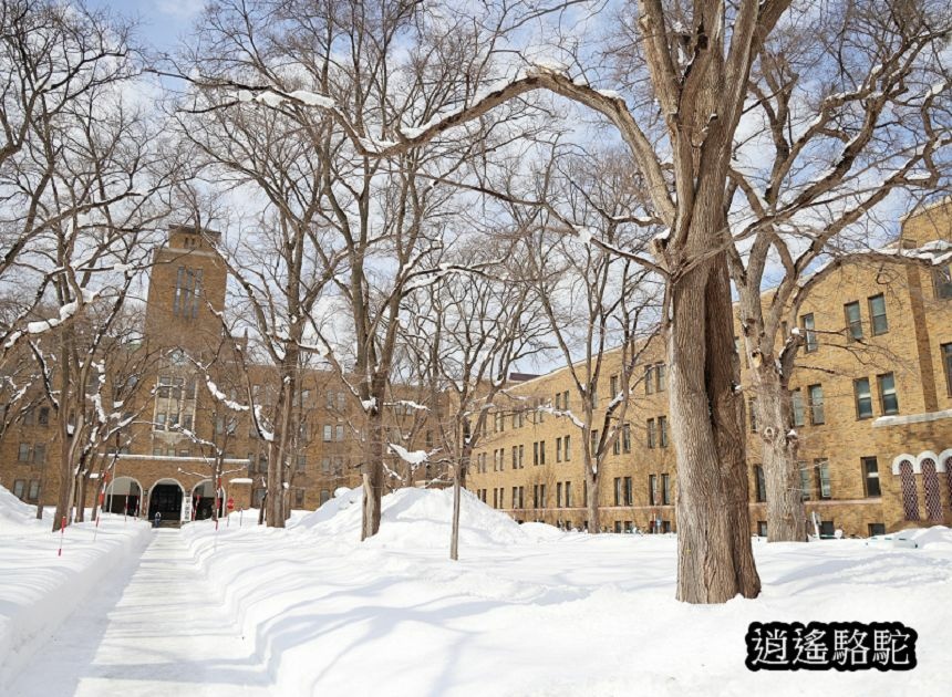 北海道大學三月天-日本駱駝