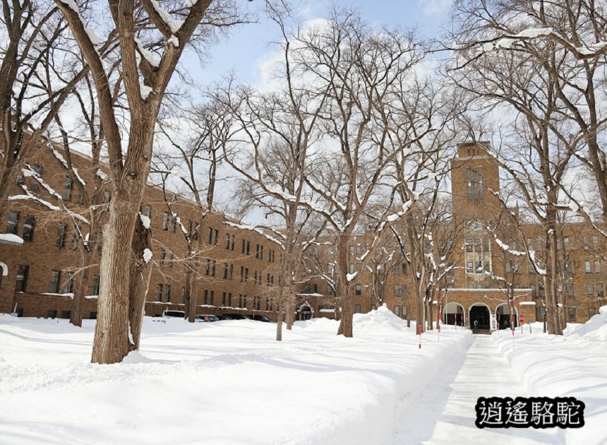 北海道大學三月天-日本駱駝