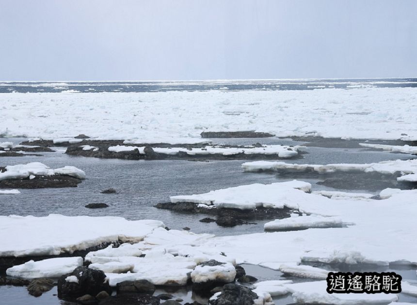 斜里→宇登呂-日本駱駝